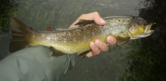 Brown trout Brown trout