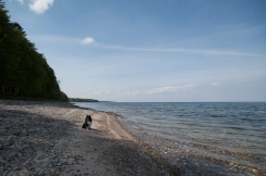 Dog on the beach Dog on the beach