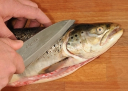 Start fileting Start fileting