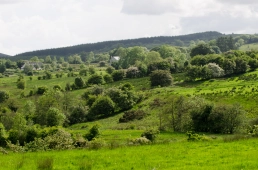 Lush landscapes Lush landscapes