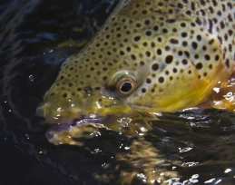 Brown being fooled by a PMD imitation Brown being fooled by a PMD imitation