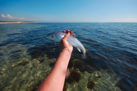 Typical sea trout Typical sea trout