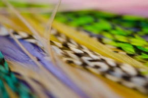 Flat wing feathers Flat wing feathers