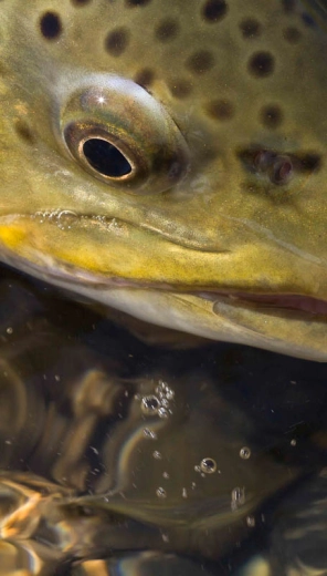 Brown trout eye Brown trout eye