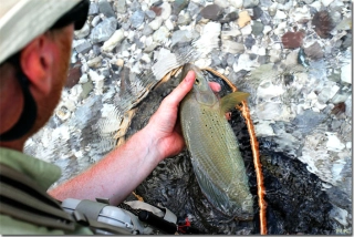 Great grayling release Great grayling release