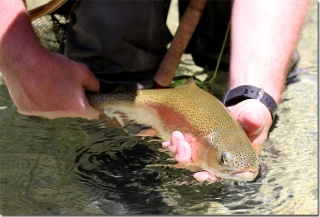 Dots in the clear Dots in the clear