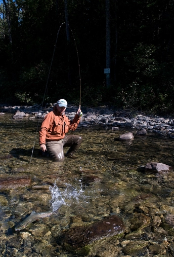 Tail splashes Tail splashes