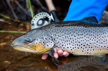 A decent April brown A decent April brown