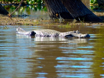 A large Caiman (Yacaré) basks in the shallows next to the Paraná A large Caiman (Yacaré) basks in the shallows next to the Paraná
