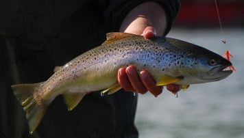Perfect autumn fish Perfect autumn fish