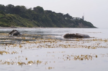 The distance The distance