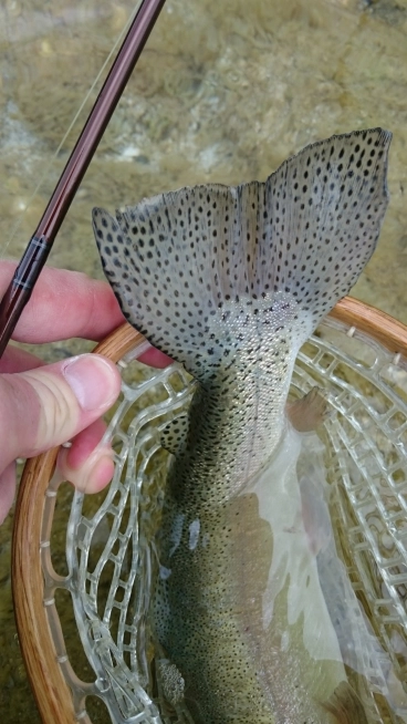 A broad tail A broad tail