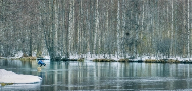 Läsäkoski Läsäkoski