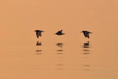 Early birds Early birds