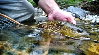 Idrijca Marble Idrijca Marble