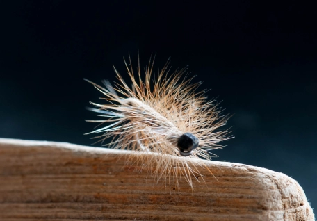 Full body dry fly hackle Full body dry fly hackle