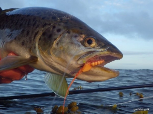 A Pink Pig A Pink Pig