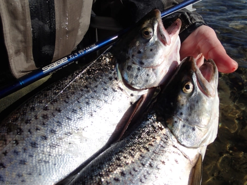 A couple of keepers A couple of keepers