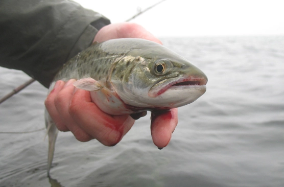 A dumb move - image A dumb move - image