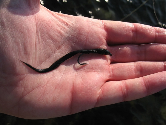 Fishing! - image Fishing! - image