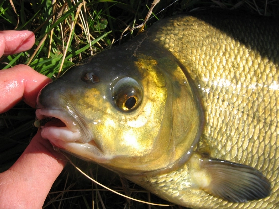 Re: Bream - image Re: Bream - image