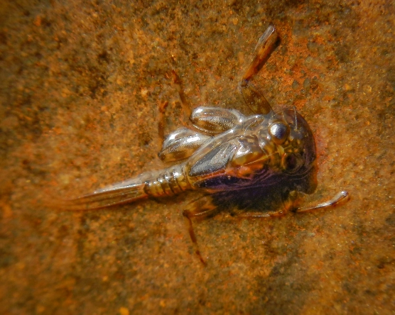 The clinger The clinger