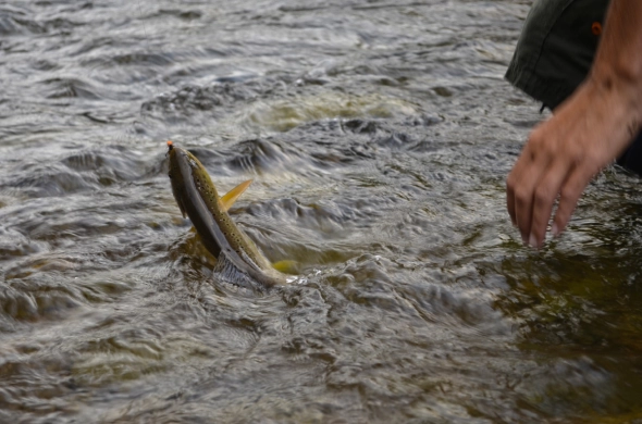 Narrow river and nice brown trout Narrow river and nice brown trout