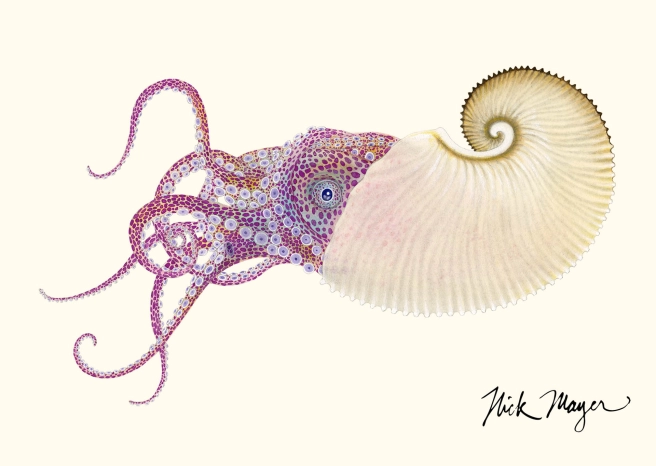 Paper nautilus Paper nautilus