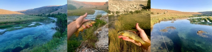 Flathead trout Flathead trout