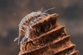 Asellidae Asellidae