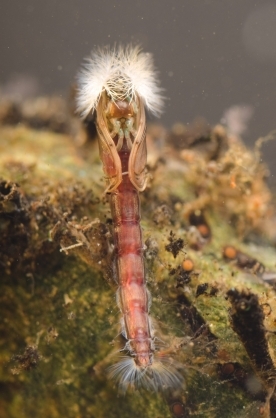 Chironomid pupa Chironomid pupa