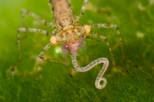 Coenagrionidae Coenagrionidae