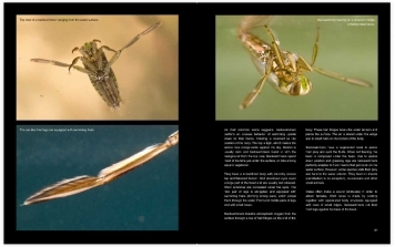 Pages from the book Pages from the book