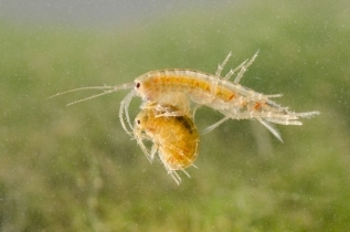 Gammaridae Gammaridae