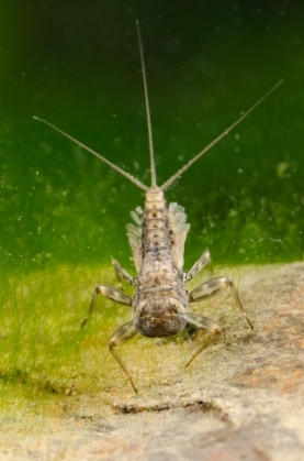 Heptageniidae Heptageniidae