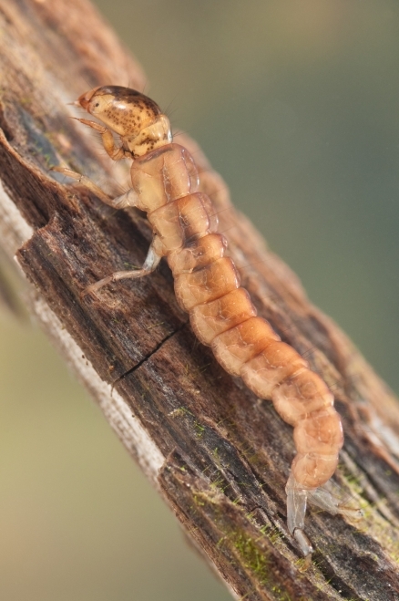 Polycentropodidae Polycentropodidae