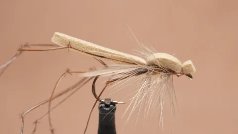Video thumb for Crane Fly Dry (Daddy Long Legs)