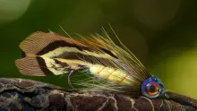 Video thumb for Pheasant Matuka