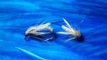 Video thumb for Grey Turkey Adult Midge