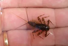 User submitted picture: alien...the come back!