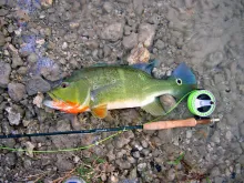 User submitted picture: Throat flames on a 8 lb T...