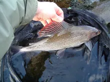 User submitted picture: a well marked grayling,  ...