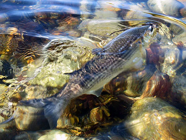 Risky business - Taking pictures of your own fish while fighting them is risking it all. This picture would not have been, had Kasper not taken it himself. No one else was there to take it. So he hauled out the camera with one hand and shot a series of this huge and strong mullet while holding the rod in the other hand.
