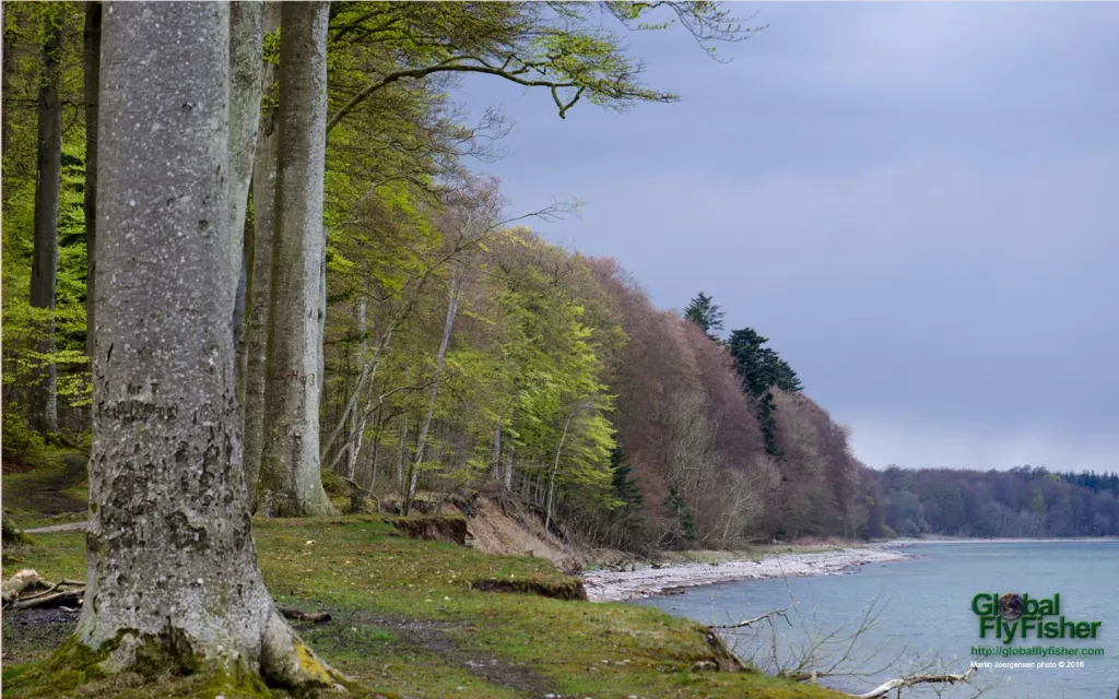 Computer screen wallpaper: North Forest