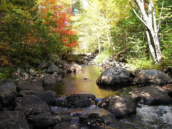 User submitted picture: A Pool Where a Brook Trou...