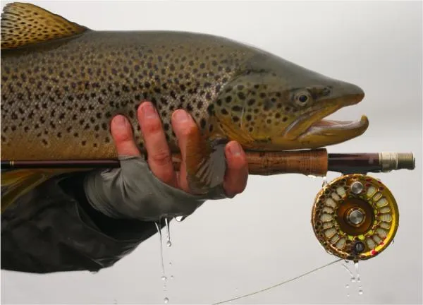 User submitted picture: Brown Trout
