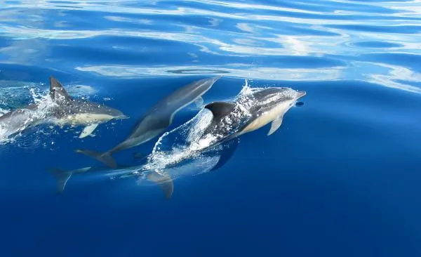 User submitted picture: Spotted Dolphins. 