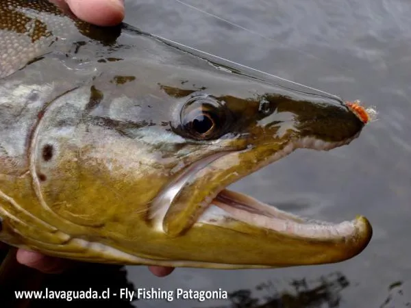 User submitted picture: Gammarus Scud Fly Fishing...
