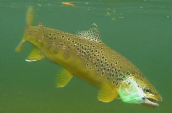 User submitted picture: www.lavaguada.cl: A fishi...