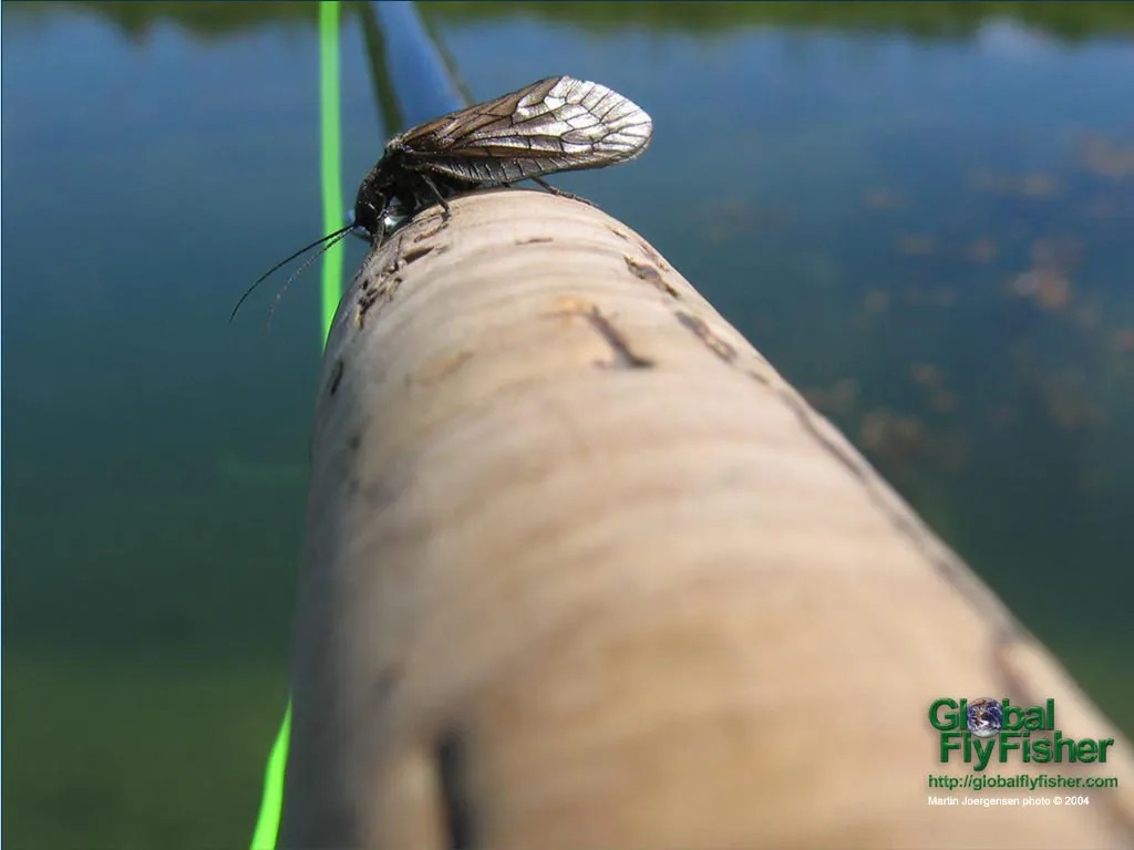 Computer screen wallpaper: Caddis on the rod handle.